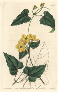 Stigmaphyllon, kotoisin Etelä-Amerikasta – S. Wattsin vahva vesi Sarah Anne Draken (1803-1857) kuvituksesta kasvitieteellisestä rekisteristä tekijältä Sydenham Teast Edwards