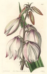 Loistava Yucca – S. Wattsin vesiforte Sarah Anne Draken (1803-1857) kuvituksesta kasvitieteellisestä rekisteristä tekijältä Sydenham Teast Edwards