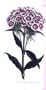 Sweet William tai Bearded Pink (Dianthus barbatus), levy 205 William Curtisin "The Botanical Magazinesta" (tai "Flower Garden Displayed"), taiteilijan kaivertama, pub. 1792 (kaiverrus) tekijältä Sydenham Teast Edwards