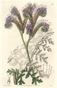 Tansy leaf phacelia, kotoisin Kaliforniasta - S. Wattsin vesiforte Sarah Anne Draken (1803-1857) kuvituksesta kasvitieteellisestä rekisteristä tekijältä Sydenham Teast Edwards