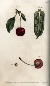 Herneen siemen (palkokasvit) ja osa kirsikan (tai villikirsikan tai lintujen) hedelmästä. Värillinen kuparikaiverrus, Sydenham Edwardsin (1768-1819) kuvitus Lambethin kasvitieteellisen puutarhan kasvitieteelliseen konferenssiin (Englanti) tekijältä Sydenham Teast Edwards