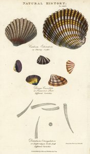 Piikkisimpukka, Cardium echinatum, katkaistu kehräämä, Donax crenulata ja kahdeksanharjainen hammaskuori, Dentalium octangulatum. Käsinvärinen kuparikaiverrus Sydenham Edwardsin mukaan John Mason Goodin Pantologiasta, a New Encyclopedia, G. Kearsley, Lonto tekijältä Sydenham Teast Edwards