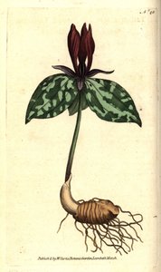 Toadshade tai sessile trillium, Trillium sessile. Käsinvärinen kuparikaiverrus James Sowerbyn kasvitieteellisen kuvituksen mukaan William Curtisin The Botanical Magazinesta, Lambeth Marsh, Lontoo tekijältä Sydenham Teast Edwards