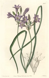 Triteleia ou brodiacea lache - S. Wattsin Water forte Sarah Anne Draken (1803-1857) kuvituksesta kasvitieteellisestä rekisteristä tekijältä Sydenham Teast Edwards