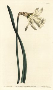 Trumpetinarcissus - Pienempi valkoinen espanjalainen narsissi, Narcissus pseudonarcissus subsp. moschatus (Narcissus moschatus). F. Sansom Jr.:n käsinvärinen kuparikaiverrus Sydenham Edwardsin kuvituksen jälkeen William Curtisin Botanical Magazinesta, T. tekijältä Sydenham Teast Edwards