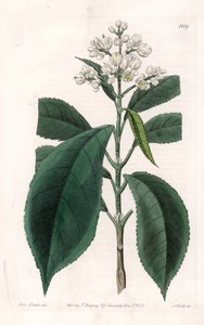 Turpinia Variete - S.Wattsin kaivertama levy Sarah Anne Draken (1803-1857) kuvituksesta, Englannin Sydenham Edwardsin (1768-1819) kasvitieteellisestä rekisteristä tekijältä Sydenham Teast Edwards