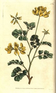 Valencia Coronilla - Scorpion virna, Coronilla valentina subsp. glauca (merenvihreä tai päiväntuoksuinen coronilla, Coronilla glauca). Käsinvärinen kuparikaiverrus Sydenham Edwardsin kasvitieteellisen kuvituksen jälkeen William Curtisin The Botanical Magaz tekijältä Sydenham Teast Edwards