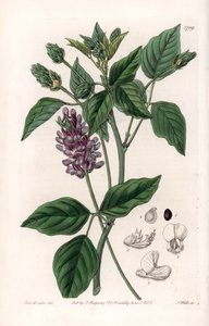 Variete de Psoralea - S.Wattsin kaiverrettu taulu Sarah Anne Draken (1803-1857) kuvituksesta, Englannin Sydenham Edwardsin (1768-1819) kasvitieteellisestä rekisteristä tekijältä Sydenham Teast Edwards