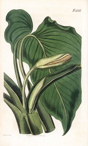 Variete de calla ou arum - Aromaattinen calla, Homalomena aromatica (Calla aromatica). Weddellin käsinvärinen kuparikaiverrus Sydenham Edwardsin kuvituksen jälkeen Samuel Curtisin "" Botanical Magazine" -lehdestä Lontoossa tekijältä Sydenham Teast Edwards
