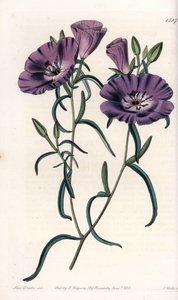 Etelä-Amerikasta kotoisin oleva Clarkia-lajike Kaiverrus S.Watts, Sarah Anne Draken (1803-1857) kuvituksesta, Englannin Sydenham Edwardsin (1768-1819) kasvitieteellisestä rekisteristä tekijältä Sydenham Teast Edwards