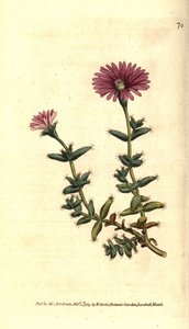 Ficoidin lajike - Parrakas viikunakehäkukka, Mesembryanthemum barbarum. Käsinvärinen kuparikaiverrus William Curtisin The Botanical Magazine -lehden kasvitieteellisen kuvituksen jälkeen, Lambeth Marsh, Lontoo tekijältä Sydenham Teast Edwards