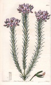 Gompholobium (palkokasvien perhe), kotoisin Australiasta - S.Wattsin kaivertama levy Sarah Anne Draken (1803-1857) kuvituksesta, Englannin Sydenham Edwardsin (1768-1819) kasvitieteellisestä rekisteristä tekijältä Sydenham Teast Edwards