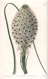 Liliacee (Helonias asphodeloides) - Kaiverrus S.Watts, Sarah Anne Draken (1803-1857) kuvituksesta, Englannin Sydenham Edwardsin (1768-1819) kasvitieteellisestä rekisteristä tekijältä Sydenham Teast Edwards