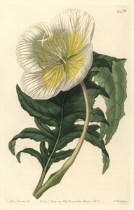 Lajike oenothere tai ruoho aasien tai helokkiin - Valkoinen pystysuora iltahelokki, Oenothera anisoloba. S. Wattsin käsinvärinen kuparikaiverrus Sarah Draken kuvituksen jälkeen Sydenham Edwardsin kasvitieteellisestä rekisteristä, Ridgeway, L. tekijältä Sydenham Teast Edwards