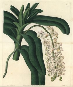 Orkidean epidendrumin lajike, joka tunnetaan nimellä Jamaikan voide - Fox-harjaorkidea tai sarvikukkainen lentokasvi, Aerides cornutum. S. Wattsin käsinvärinen kuparikaiverrus Sarah Draken kuvituksen jälkeen Sydenham Edwardsin kasvitieteellisestä rekisteri tekijältä Sydenham Teast Edwards