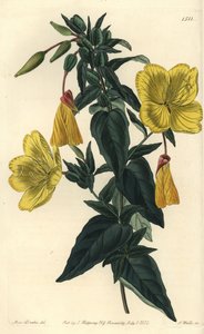 Lajike helokkiä tai ruohoa aasien kanssa - Helokki, Oenothera fruticosa subsp. glauca (Glaucous oenothera, Oenothera glauca). S. Wattsin käsinvärinen kuparikaiverrus Sydenham Edwardsin neiti Sarah Draken kuvituksen jälkeen tekijältä Sydenham Teast Edwards