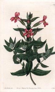 Erilaisia mimuleja (apinan tai myskikukka) S.Wattsin kaiverrettu taulu Sarah Anne Draken (1803-1857) kuvituksesta, Englannin Sydenham Edwardsin (1768-1819) kasvitieteellisestä rekisteristä tekijältä Sydenham Teast Edwards