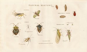 Erilaisia hyönteislajeja Cicada- ja bugiperheistä tekijältä Sydenham Teast Edwards