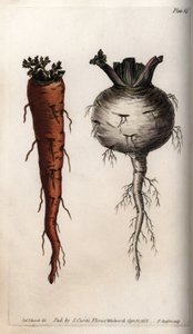 Kasvisjuuret: porkkana ja nauris. Värillinen kuparikaiverrus, Sydenham Edwardsin (1768-1819) kuvitus Lambethin kasvitieteellisen puutarhan kasvitieteellinen puutarha (Englanti) tekijältä Sydenham Teast Edwards