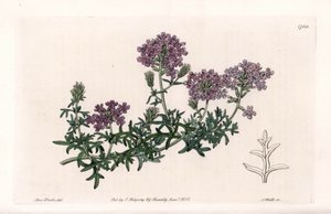 Verbena multifide - Kaiverrus S. Watts, Sarah Anne Draken (1803-1857) kuvituksesta, Englannin Sydenham Edwardsin (1768-1819) kasvitieteellisestä rekisteristä tekijältä Sydenham Teast Edwards