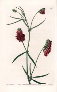 Vesces Variete - S.Wattsin kaivertama levy Sarah Anne Draken (1803-1857) kuvituksesta, Englannin Sydenham Edwardsin (1768-1819) kasvitieteellisestä rekisteristä tekijältä Sydenham Teast Edwards