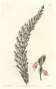 Vesicular Epiary, alunperin Euroopasta - S. Wattsin Water forte Sarah Anne Draken (1803-1857) kuvituksesta kasvitieteellisestä rekisteristä tekijältä Sydenham Teast Edwards