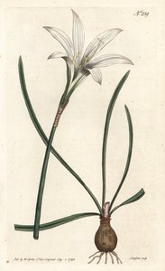 Virginia Amaryllis - Atamasco-lilja, Zephyranthes atamasco (Amaryllis atamasco) - Sansomin käsinvärinen kuparikaiverrus Sydenham Edwardsin kuvituksen jälkeen William Curtisin kasvitieteellisessä lehdessä, Lontoossa tekijältä Sydenham Teast Edwards
