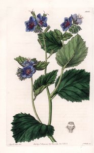 Viskoosi Phacelia - S.Wattsin kaivertama levy Sarah Anne Draken (1803-1857) kuvituksesta, Englannin Sydenham Edwardsin (1768-1819) kasvitieteellisestä rekisteristä tekijältä Sydenham Teast Edwards