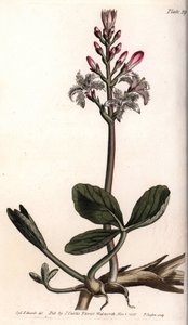 Water trefle tai menyanthe water trefle. Värillinen kuparikaiverrus, Sydenham Edwardsin (1768-1819) kuvitus Lambethin kasvitieteellisen puutarhan kasvitieteelliseen konferenssiin (Englanti) tekijältä Sydenham Teast Edwards