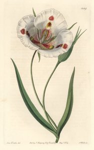 Valkokukkainen kalohortti (mariposa), kotoisin Kaliforniasta - Täplikäs calochortus tai perhonen mariposa lilja, Calochortus venustus, kotoisin Kaliforniasta - S. Wattsin käsinvärinen kuparikaiverrus Miss Draken kuvituksen jälkeen, Sydenham Edwasta tekijältä Sydenham Teast Edwards
