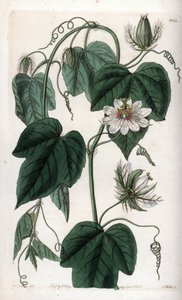Valkoinen passionflower - S.Wattsin kaiverrettu taulu Sarah Anne Draken (1803-1857) kuvituksesta, Englannin Sydenham Edwardsin (1768-1819) kasvitieteellisestä rekisteristä tekijältä Sydenham Teast Edwards