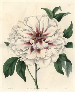 Valkoinen pensaspioni - S. Wattsin vahva vesi Thomas Allportin (1804-1879) kuvituksesta kasvitieteellisestä rekisteristä tekijältä Sydenham Teast Edwards