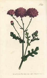 Villi cineraire - Purppura muro tai ragwort, Senecio elegans. Sansomin käsinvärinen kuparikaiverrus Sydenham Edwardsin kuvituksen jälkeen William Curtisin kasvitieteellisessä lehdessä, Lontoo tekijältä Sydenham Teast Edwards