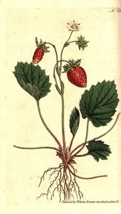 Villimansikka, Fragaria vesca (Versaillesin yksilehtinen mansikka tai mansikka, Fragaria monophylla). Käsinvärinen kuparikaiverrus William Curtisin The Botanical Magazine -lehden kasvitieteellisen kuvituksen jälkeen, Lambeth Marsh, Lontoo tekijältä Sydenham Teast Edwards