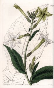 Siipitupakka tai koristetupakka – S.Wattsin kaivertama levy Sarah Anne Draken (1803–1857) kuvituksesta, Englannin Sydenham Edwardsin (1768–1819) kasvitieteellisestä rekisteristä tekijältä Sydenham Teast Edwards