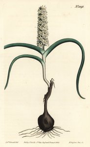 Wurmbea monopetala (Monikukkainen melanthium, Melanthium monopetalum). F. Sansom Jr.:n käsinvärinen kuparikaiverrus Sydenham Edwardsin kuvituksen jälkeen William Curtisin kasvitieteellisestä lehdestä, T. Curtis, Lontoo tekijältä Sydenham Teast Edwards