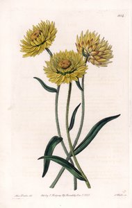 Xerochrysum variete, endeeminen Australiassa - Kaiverrus S.Watts, Sarah Anne Draken (1803-1857) kuvituksesta, Englannin Sydenham Edwardsin (1768-1819) kasvitieteellisestä rekisteristä tekijältä Sydenham Teast Edwards