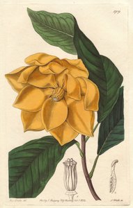 Keltakukkainen magnolia, kotoisin Javalta (Indonesia) - S. Wattsin vahva vesi Sarah Anne Draken (1803-1857) kuvituksesta kasvitieteellisestä rekisteristä tekijältä Sydenham Teast Edwards