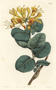 Keltakukkainen puupiippu, Lonicera flava. F. Sansom Jr.:n käsinvärinen kuparikaiverrus Sydenham Edwardsin kuvituksen jälkeen William Curtisin kasvitieteellisestä lehdestä, T. Curtis, Lontoo tekijältä Sydenham Teast Edwards