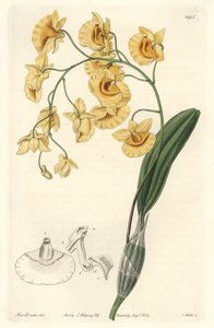Keltainen dendrobium-orkidea, kotoisin Intiasta - S. Wattsin vahva vesi Sarah Anne Draken (1803-1857) kuvituksesta kasvitieteellisestä rekisteristä tekijältä Sydenham Teast Edwards