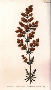 Keltainen viiriäinen tai keltainen maitoviiriäinen. Värillinen kuparikaiverrus, Sydenham Edwardsin (1768-1819) kuvitus Lambethin kasvitieteellisen puutarhan kasvitieteellinen puutarha (Englanti) tekijältä Sydenham Teast Edwards