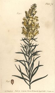 Keltainen rupipellava, Antirrhinum majus, Angiospermia. F. Sansomin käsin värjätty kuparikaiverrus Sydenham Edwardsin kasvitieteellisestä kuvituksesta William Curtisin Lambethin kasvitieteellisessä puutarhassa pitämiä kasvitieteen luentoja varten. tekijältä Sydenham Teast Edwards