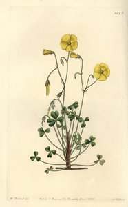 Keltainen metsäsorreli, Oxalis micrantha (Cumming