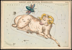 Oinas ja Musca borealis, n.1825 (kortti, paperi, kudos).