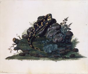 Salamander, akvarelli Sidney Parkinson (n. 1745-1771), Iso-Britannia