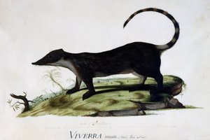 Viverra nasuta uros