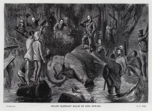 Kuningas Edward VII tappoi norsun (litho)