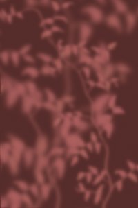  tekijältä THE MIUUS STUDIO