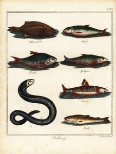 Kalastus: kampela, turppu, särki, särki, nieri, ankerias, hirsi. 1792 (kaiverrus)
