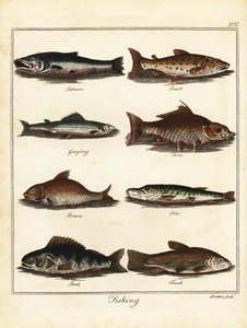 Kalastus: lohi, taimen, harjus, karppi, lahna, hauki, ahven, tentti 1792 (kaiverrus)
